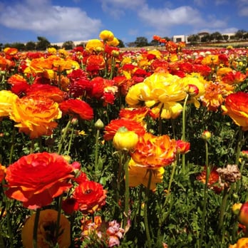 The Flower Fields - Venues & Event Spaces Near Me - Carlsbad, California The Flower Fields - Venues & Event Spaces Near Me - Carlsbad, California