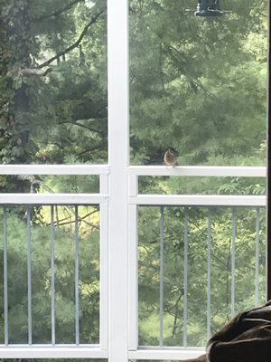 Photo of The Bird Feeder - Reston, VA, US. Mr and Mrs Northern Cardinal are regular visitors to the feeders. Sometimes together but sometimes separate.