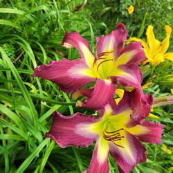 MTBobbins Daylilies