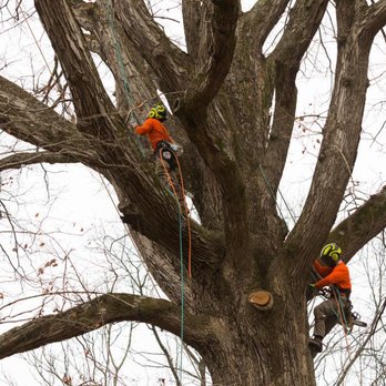 Epperson Tree - Tree Services Near Me - Hendersonville, North Carolina Epperson Tree - Tree Services Near Me - Hendersonville, North Carolina