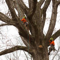 Epperson Tree