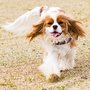 Photo of The Laughing Tail