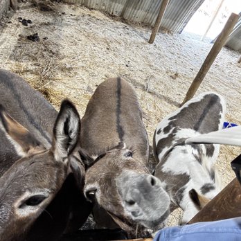 Nelson Produce Farm - Wonderful, friendly animals! - Pick Your Own Farms Near Me - Valley, Nebraska