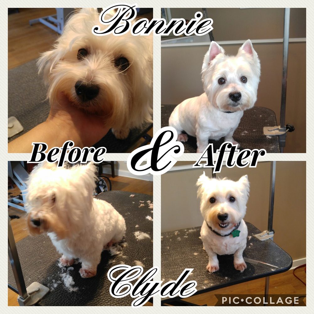 Bark Avenue Pet Salon and Spaw