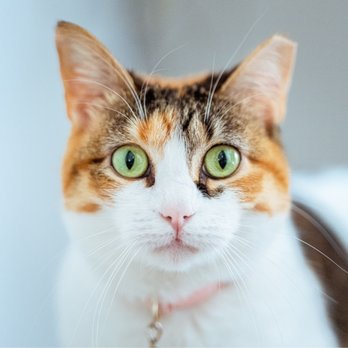 PetSmart - Honey - Pet Stores Near Me - Dallas, Texas PetSmart - Honey - Pet Stores Near Me - Dallas, Texas