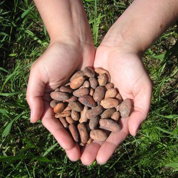 Jennifer Chocolates - Jennifer holding cocoa beans. - Chocolatiers & Shops Near Me - Nakusp, British Columbia