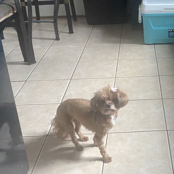 Canine to Five - Jaeda - Pet Groomers Near Me - Detroit, Michigan Canine to Five - Jaeda - Pet Groomers Near Me - Detroit, Michigan