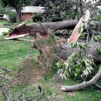 Pioneer Tree Service - untitled - Tree Services Near Me - Milaca, Minnesota Pioneer Tree Service - untitled - Tree Services Near Me - Milaca, Minnesota