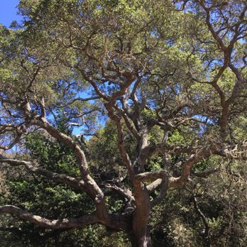 Andrew Molera State Park - Along Creamery Meadow trail - Parks Near Me - Big Sur, California