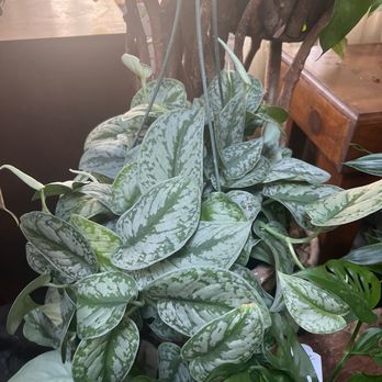 Energy Gardens Terrariums - Nurseries & Gardening Near Me - Dallas, Texas Energy Gardens Terrariums - Nurseries & Gardening Near Me - Dallas, Texas