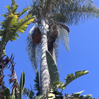 Vista Del Rey Tree Services - Tree trim - Tree Services Near Me - Vista, California Vista Del Rey Tree Services - Tree trim - Tree Services Near Me - Vista, California
