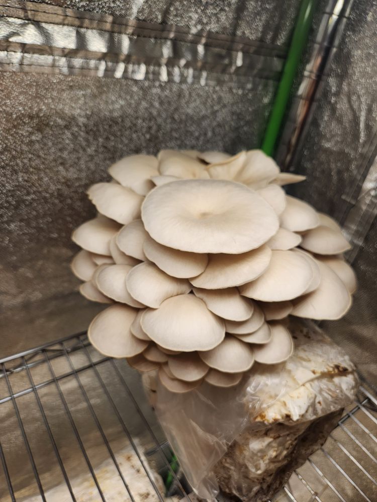 Nordic Spawn Mushrooms Logo