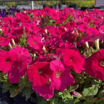 Plant Tech - Nurseries & Gardening Near Me - Baton Rouge, Louisiana Plant Tech - Nurseries & Gardening Near Me - Baton Rouge, Louisiana
