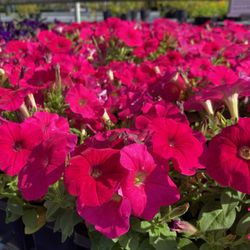 Plant Tech