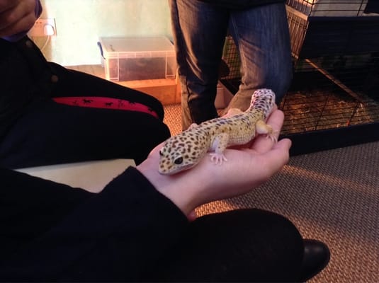 lounge lizard 18ss HIGH WAIST STRAIGHT デニム ジーンズ ブラック