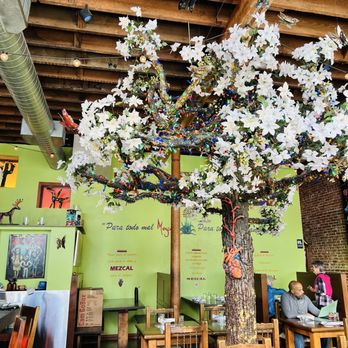 Mezcal - Big white tree - daytime - Mexican Near Me - San Jose, California Mezcal - Big white tree - daytime - Mexican Near Me - San Jose, California