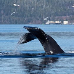 Emerald Island Adventures - Whale tails!