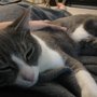 Photo of Heaven Scent Pampered Pets