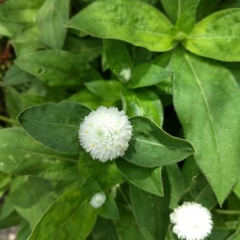Memphis Botanic Garden - FLOWERS IN BUTTERFLY GARDEN. NO BUTTERFLIES FLYING - Botanical Gardens Near Me - Memphis, Tennessee