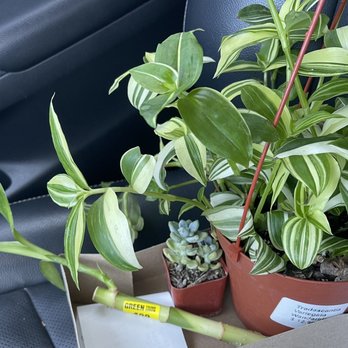 Green Thumb Nursery - 3 plants for $20! - Nurseries & Gardening Near Me - Ventura, California