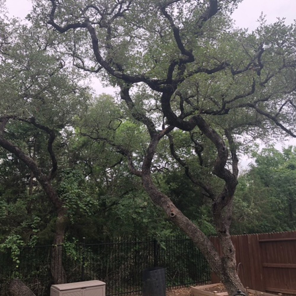 Tree Amigos Tree Service - Very satisfied with the shaping. - Landscaping Near Me - San Antonio, Texas Tree Amigos Tree Service - Very satisfied with the shaping. - Landscaping Near Me - San Antonio, Texas