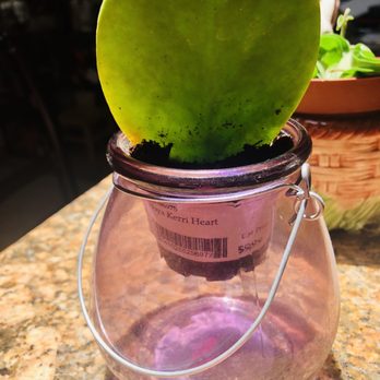 Evergreen Nursery - Nurseries & Gardening Near Me - San Leandro, California Evergreen Nursery - Nurseries & Gardening Near Me - San Leandro, California