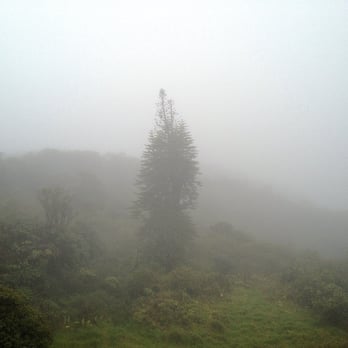 Mt Ka'ala Trail - Misty field at the summit. - Hiking Near Me - Waianae, Hawaii