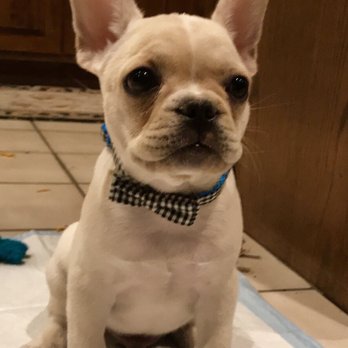 Karen's Puppies - Pet Adoption Near Me