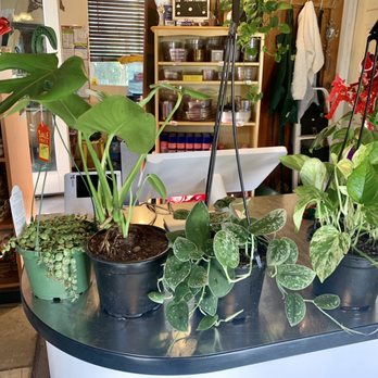 Plant Safari - Indoor plants - Nurseries & Gardening Near Me - Upland, California Plant Safari - Indoor plants - Nurseries & Gardening Near Me - Upland, California