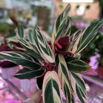 Luna Tropicals - Stromanthe triostar - Nurseries & Gardening Near Me - Los Angeles, California