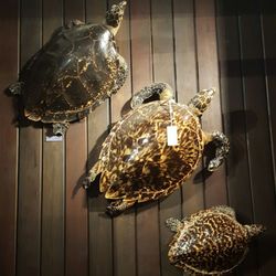 Grant Museum of Zoology