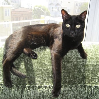 Lotus Veterinary House Calls - A.J. sends love and purrs from heaven. Thank you Rachael for everything to make this a smooth transition. - Veterinarians Near Me - San Francisco, California