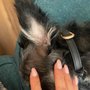 Photo of Alexander's Pet Grooming