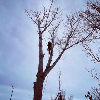 Tree Keepers - Dead cottonwood removal - Tree Services Near Me - Littleton, Colorado