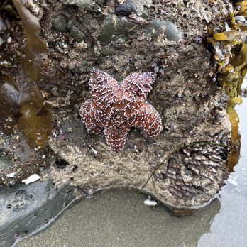 San Simeon State Beach - Pretty - Swimming Pools Near Me