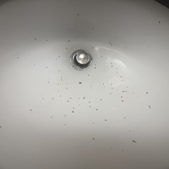 Motel 6 - Bugs after I smushed them off of my clothes and into the sink. - Hotels Near Me - Lordsburg, New Mexico Motel 6 - Bugs after I smushed them off of my clothes and into the sink. - Hotels Near Me - Lordsburg, New Mexico