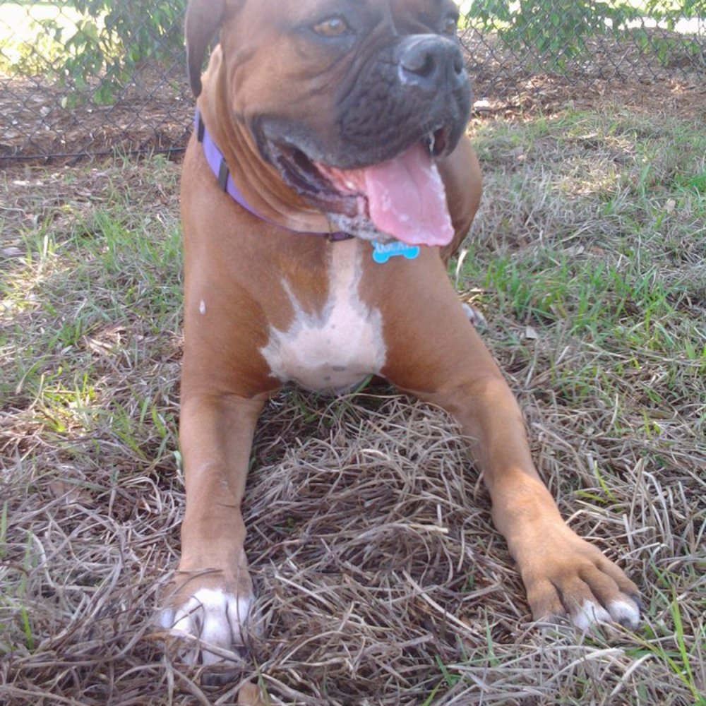 Naples Dog Park - Oscar! - Dog Parks Near Me Naples Dog Park - Oscar! - Dog Parks Near Me