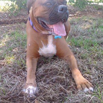 Naples Dog Park - Oscar! - Dog Parks Near Me