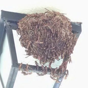 Pioneer Exterminating - Swarm of yellow jackets. - Pest Control Near Me - Houston, Texas Pioneer Exterminating - Swarm of yellow jackets. - Pest Control Near Me - Houston, Texas