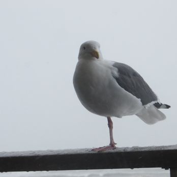 Surfsand Resort - She alternates keeping her leg warm under her feathers! - Hotels Near Me - Cannon Beach, Oregon Surfsand Resort - She alternates keeping her leg warm under her feathers! - Hotels Near Me - Cannon Beach, Oregon