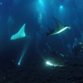 Jack's Diving Locker - Snorkeling Near Me - Kailua-Kona, Hawaii