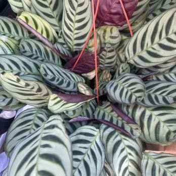 Stater Bros. Markets - Beautiful plant for $12.99 - Grocery Near Me - Yucaipa, California