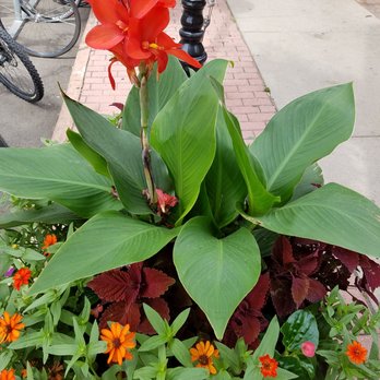 Stella's Coffee Haus - Coffee & Tea Near Me - Denver, Colorado Stella's Coffee Haus - Coffee & Tea Near Me - Denver, Colorado