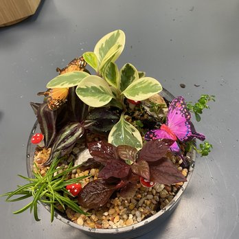 Roots Plant Studio - Nurseries & Gardening Near Me - Gainesville, Florida