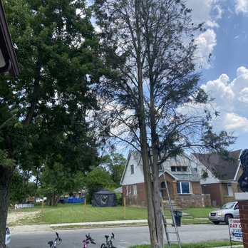 Loving Touch Renovations - Before tree removal - Pressure Washers Near Me Loving Touch Renovations - Before tree removal - Pressure Washers Near Me