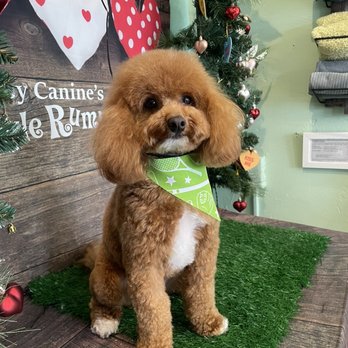 Classy Canine's Wiggle Rumps - Dior - Pet Groomers Near Me - Castrovalley, California