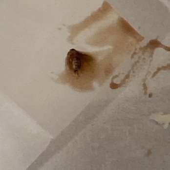Maple Donuts - This is the bug - Donuts Near Me - York, Pennsylvania