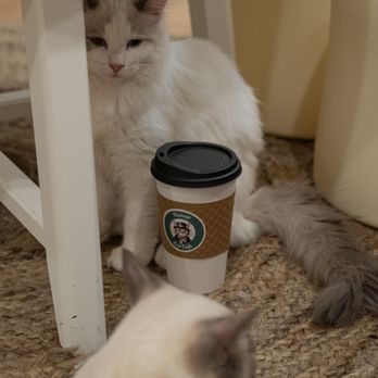 Vintage Cat Cafe - Coffee & Tea Near Me - Toronto, Ontario Vintage Cat Cafe - Coffee & Tea Near Me - Toronto, Ontario
