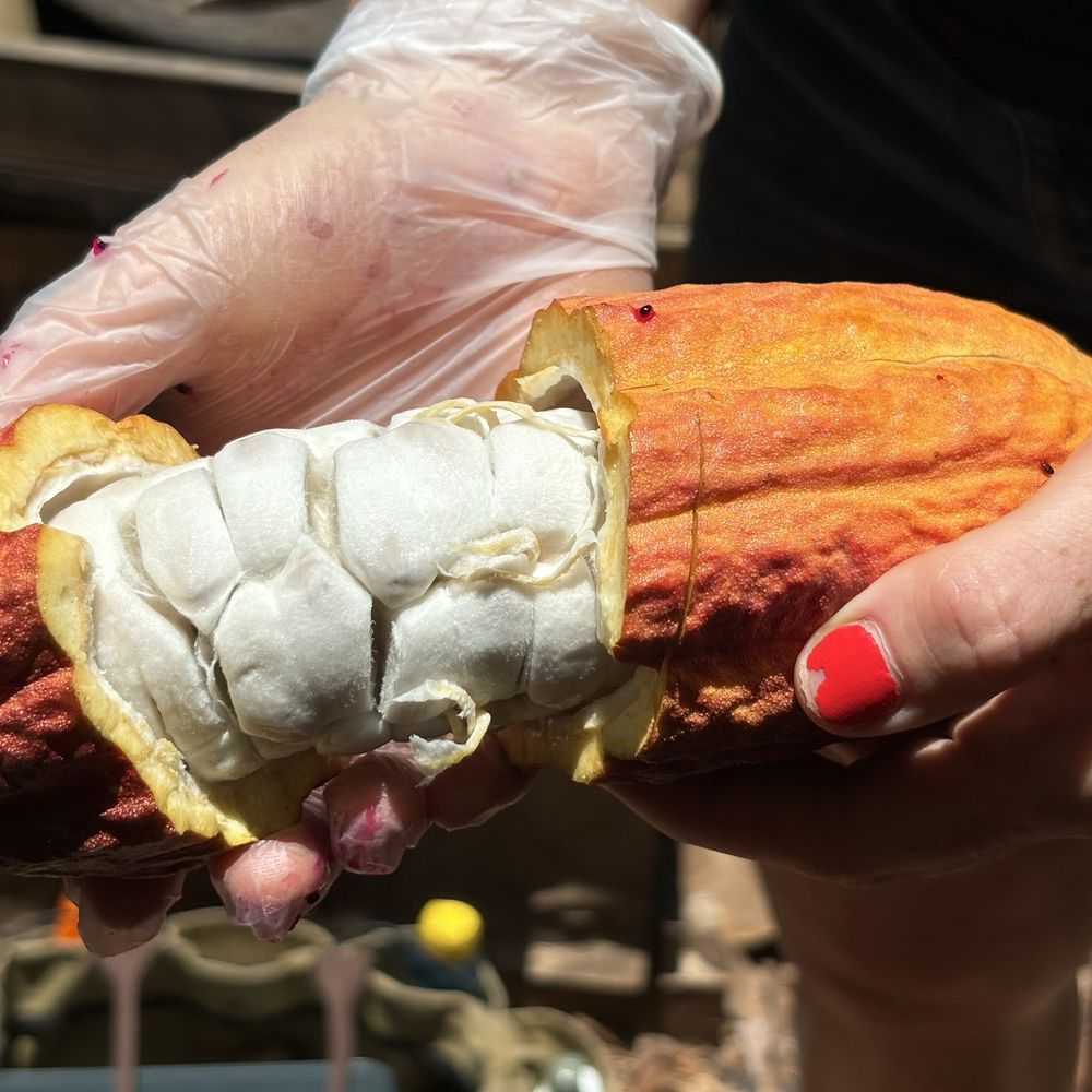 Cacao pod Cacao pod