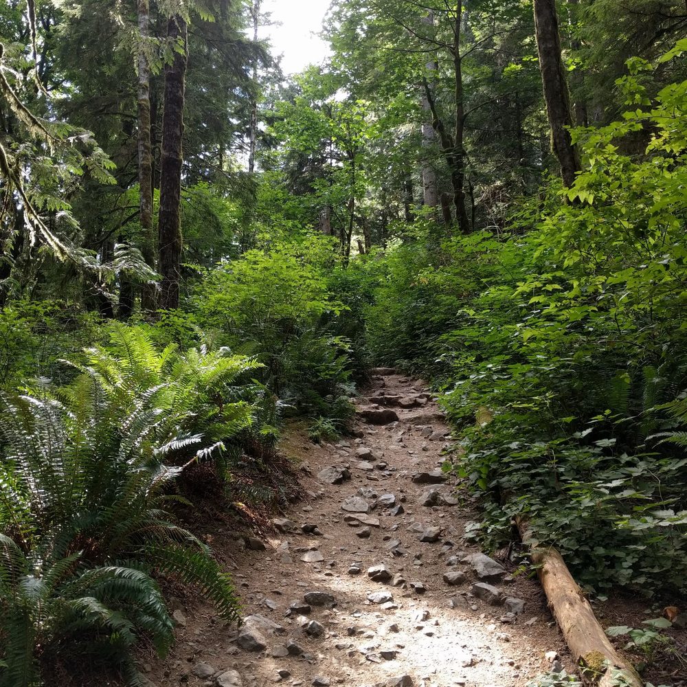 Mount Si - This path is gonna throw you a lot of shade - Parks Near Me